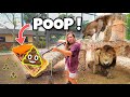 POOP SCOOPING THE LION DEN AT OUR ZOO ! LIONS, TIGERS, JAGUARS !