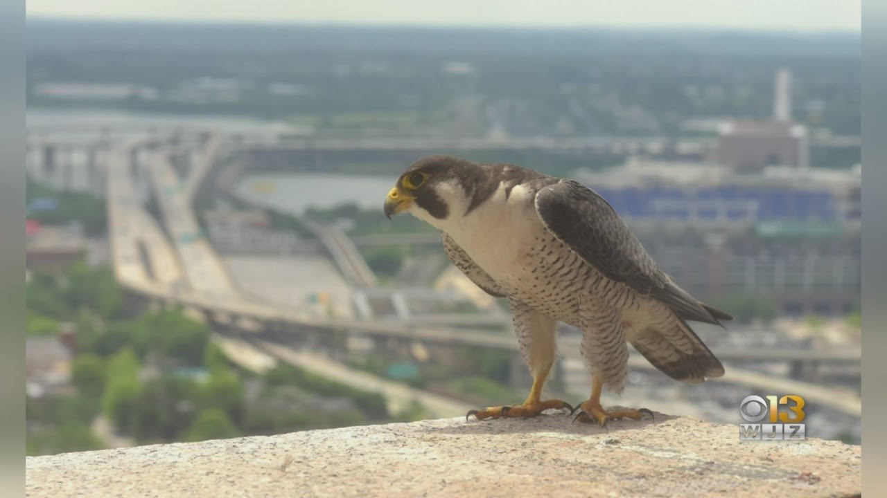 Young Falcon Rescued Below Baltimore Skyscraper - YouTube