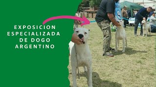 Expo Especializada de Dogo Argentino