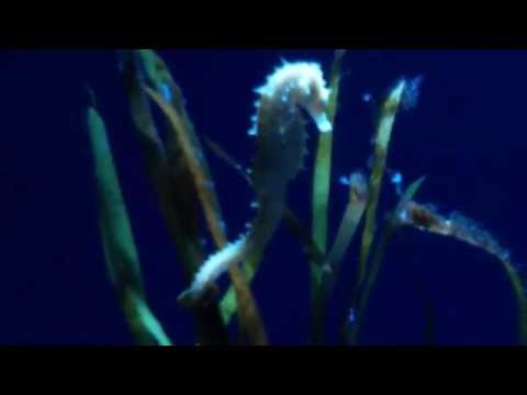 20150411 Seepferdchen