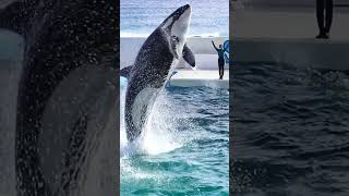 尾ビレまで飛び出す「ラン」のスピンジャンプは世界一!! #Shorts #鴨川シーワールド #シャチ #Kamogawaseaworld #Orca #Killerwhale
