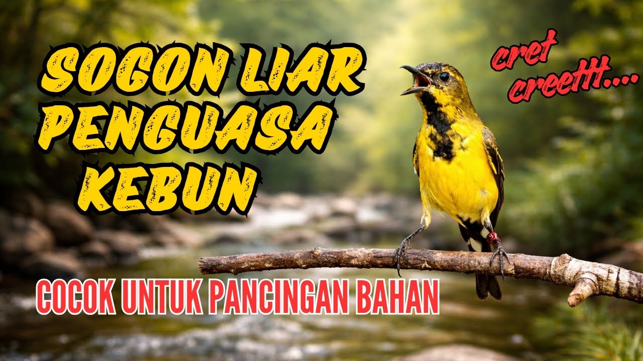 Sogon penguasa kebun || cocok untuk pancingan sogon bahan
