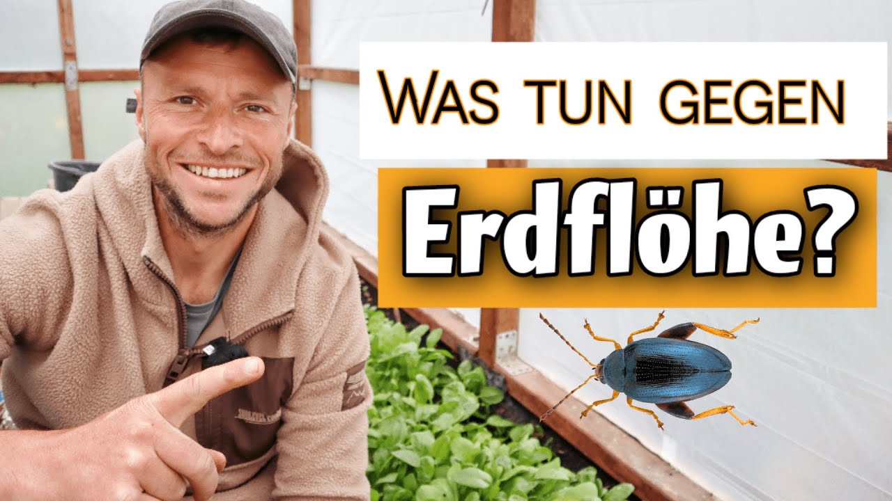 Erdflöhe natürlich bekämpfen: 7 wirksame Mittel ⚠️ - YouTube