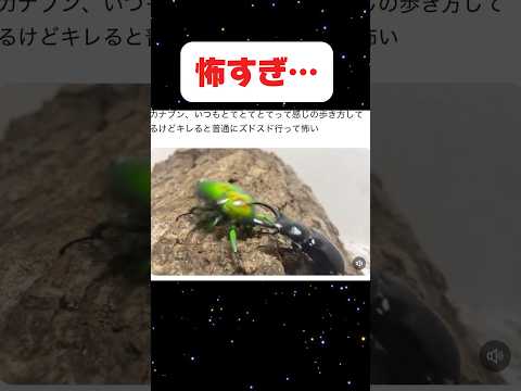カナブンの本気が怖すぎる件 Shortvideo クワガタ 昆虫 カブトムシ