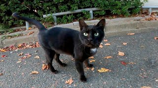 夕方の公園に1人いた黒猫をナデナデすると喜んですり寄ってきた