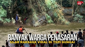 Viral di Thailand‼️ Ular Raksasa Muncul di Tepi Sungai, Warga Ramai-Ramai Datang Saksikan Langsung