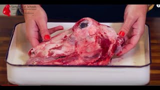 Biology Sheep Split Head Dissection- STEM Club GCSE A Level Biology NEET Practical Skills