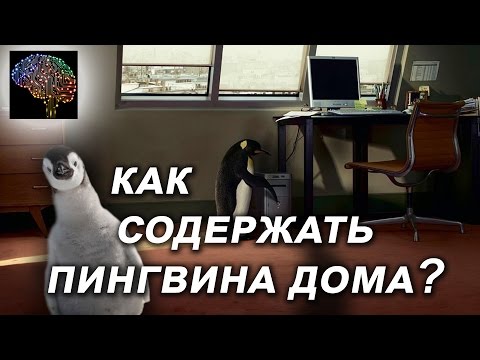 Пингвины дома. Смешные