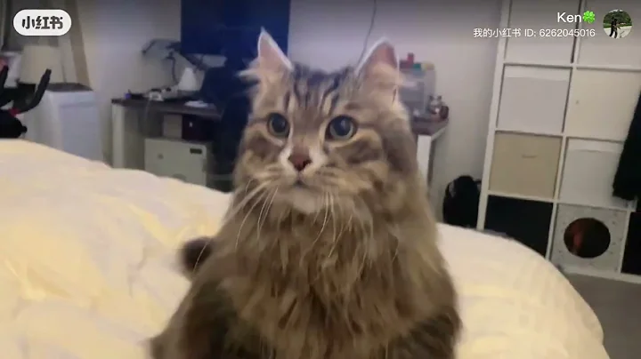 Video 8506101: siberian forest cat, siberian cat breed