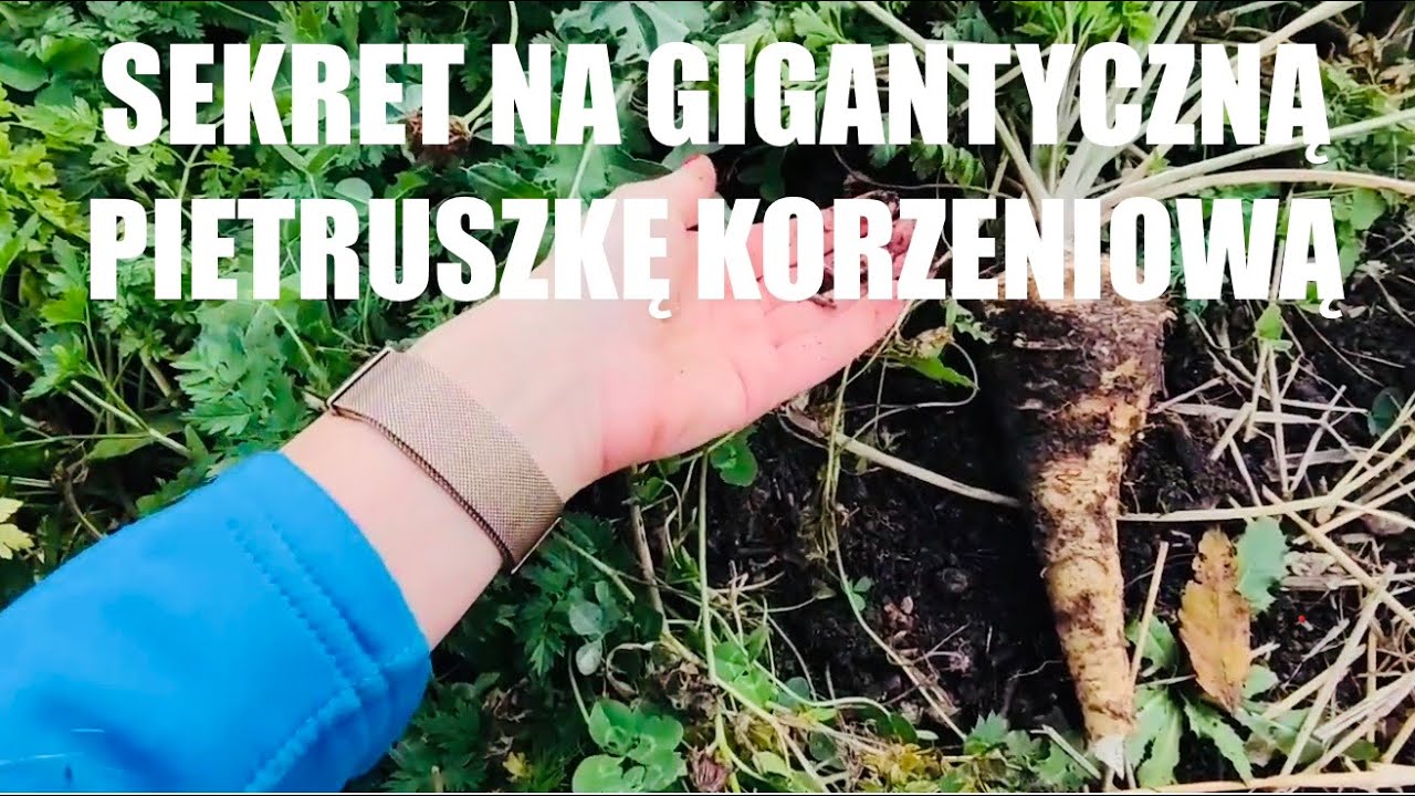 Zdradzę Wam mój sekret jak mieć duży korzeń pietruszki. Siew pietruszki korzeniowej krok po kroku