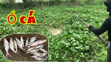 Câu Cá Tra Sông - Trúng Ngay Ổ Cá Tra Giật Liên Tục Móc Mồi Không Kịp | Fishing - Miền Tây