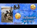 9mo Staffordshire Bull Terrier (AJ) | Best Wilmington Delaware Dog Trainers 9mo Staffordshire Bull Terrier (AJ) | Best Wilmington Delaware Dog Trainers