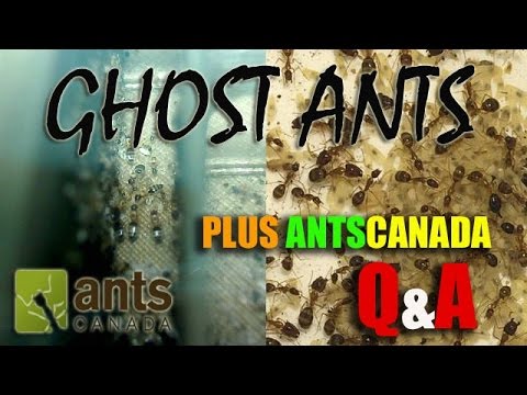 Ghost Ants (Tapinoma melanocephalum) and Q&A