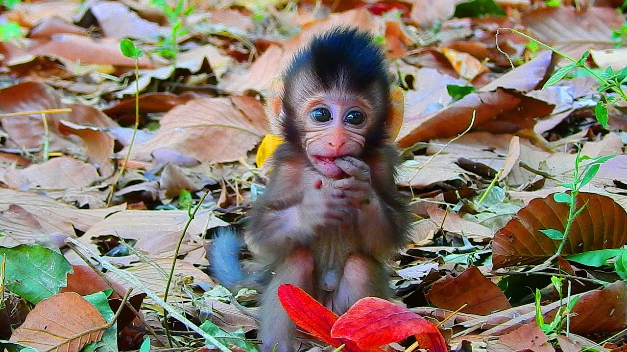The Youngest Baby Monkey Real Hungry Ask Permission To Get Milk The Youngest Baby Monkey Real Hungry Ask Permission To Get Milk
