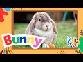 🎶  Animal Sounds 🎶 Bunny Sounds Jam | Fun Kids’ Song Adventure 🐾✨