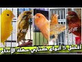 أفضل 5 أنواع كناري سهلة الإنتاج والتربيه و مواصفات وسعر خاص للمبتدأيين عصافير كناري