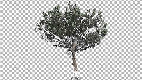 Italian Stone Pine Thin Tree in Winter Coniferous | Motion Graphics - Envato elements