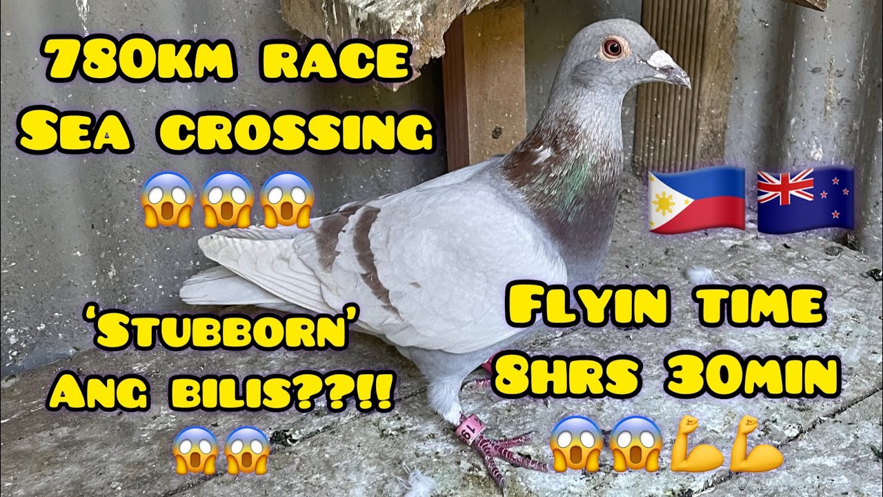 780km RACE SEA CROSSING CHRIST CHURCH TO AUCKLAND NEW ZEALAND🇳🇿🇵🇭🙏💪🏆🏆 HALIMAW SI ‘STUBBORN’