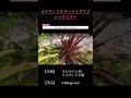 【お洒落なお庭に絶対植えたい】とある庭師の植物図鑑【コルディリネレッドスター】編　＃shorts