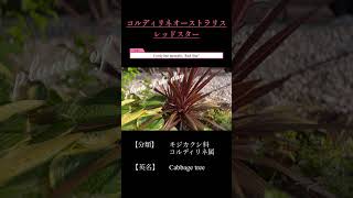 【お洒落なお庭に絶対植えたい】とある庭師の植物図鑑【コルディリネレッドスター】編　＃shorts