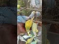 🌞自然光でキラキラ✨インコの朝ごはんが最高に癒し🐥🍓 #癒し動画 #小鳥