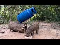 OMG!! These wild boar pig trap ever #shortvideo #wildboar #wildboarfarm