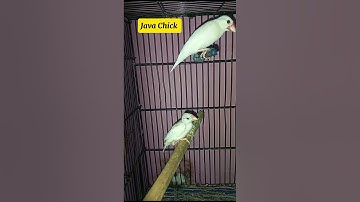 Java Sparrow Chick after 28 days  | #javabird  #shorts #chicks #laying