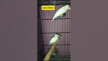 Java Sparrow Chick after 28 days  | #javabird  #shorts #chicks #laying