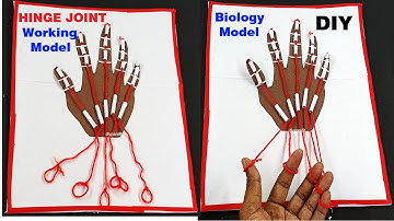 hinge joint 3d working model for science exhibition - diy - biology project - diypandit | DIY pandit
