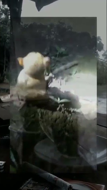 hahahha dua tiga jalan belok🗿