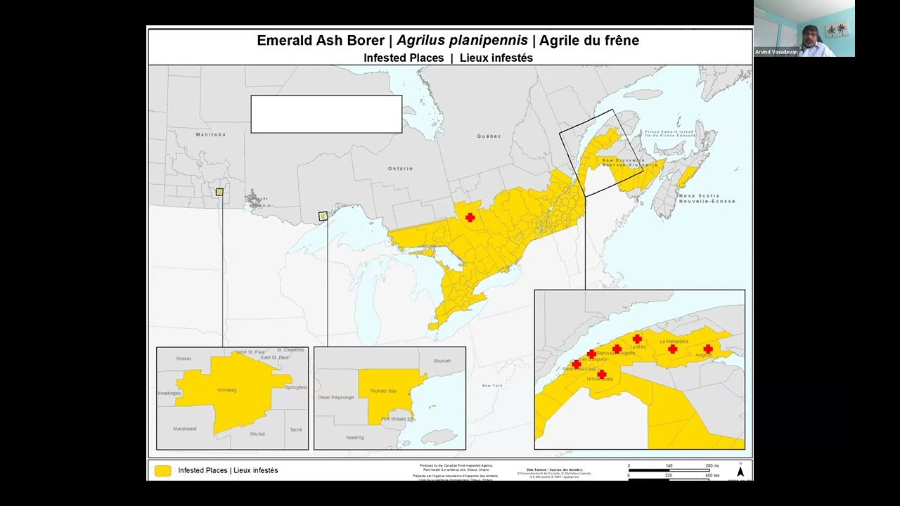 The Tiny Green Menace in the Great White North