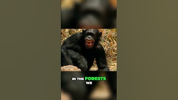 Jane Goodall  Redefining Humanity and Saving Our World