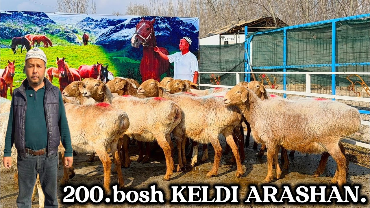 😱 200.bosh QIRGIZISTON BESHKEKDAN ARASHAN LAR KELDI .300 ming DAN ARZON.