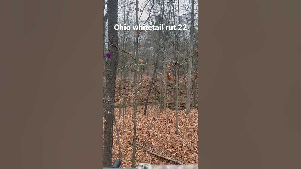 Ohio whitetail rut 2022 how to bring a deer in with a grunt. YouTube