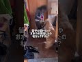 【だってもう会えないと思って】ゴールデンレトリバーとの暮らし#コール家