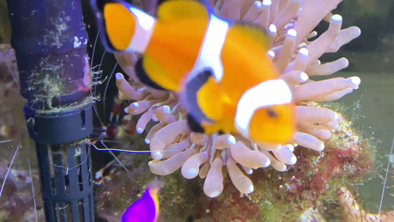 10 Gallon Saltwater Reef Aquarium (Clownfish and Royal Dottyback)