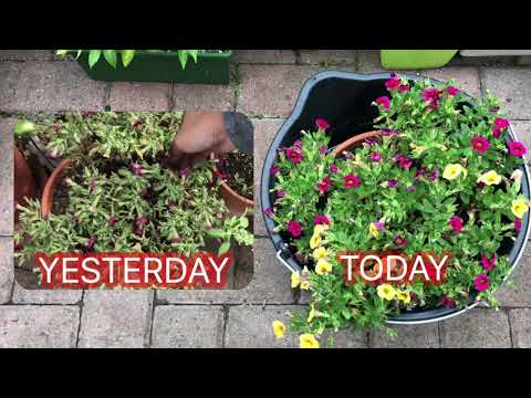 Video: Calibrachoa: tumbuh dari biji. Bunga taman Calibrachoa: penanaman dan perawatan