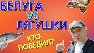 Белуга против лягушек 2! Справилась ли белуга с лягушками?