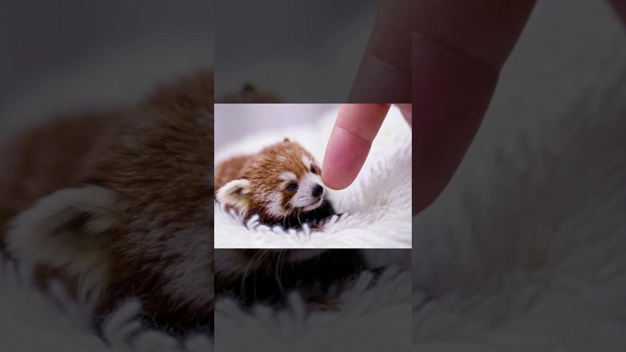 A Baby Red Panda That Was Curious About The Taste Of Finger 