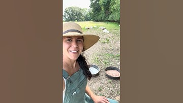 Top Minerals I Feed My Sheep for Optimal Health!