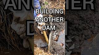 Building Another Dam nature river asmr