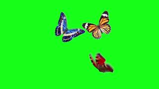 Tiktok real butterflies flying green screen(only free for subscribers)