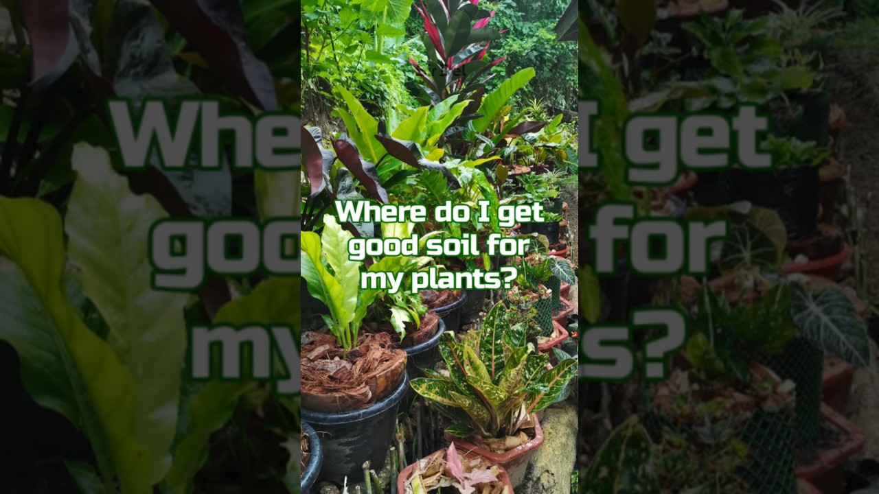 Where to get good soil for your plants? 