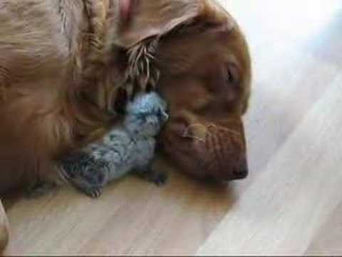 Call Me Friend - kitten and dog video