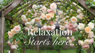 Soft Rain on Garden Rose  Arbor 🌿Stress Relief & Mind Clearing 🌿 Calm Rain on Leaves & Flowers screenshot 2