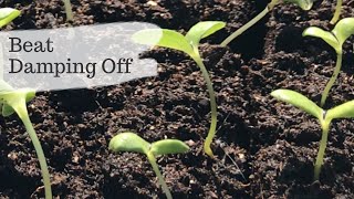 How To Beat Damping Off Gardening