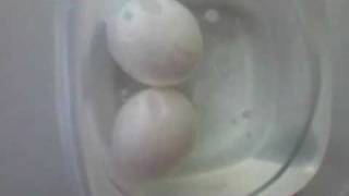 Egg Diffusion Demo