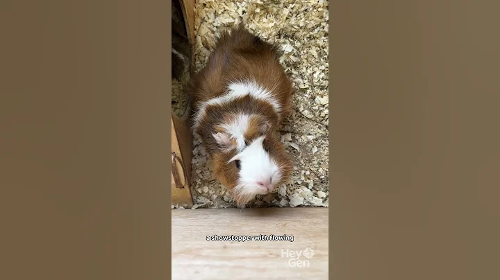 Video 11341321: american hair, meet breeds, adorable breed