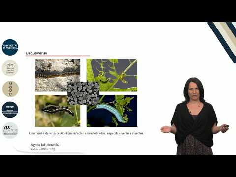 3.7. Expresión de moléculas en células de insecto