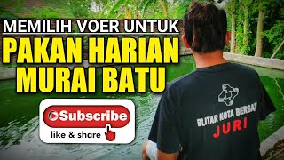 memilih voer burung untuk RAWATAN HARIAN MURAI BATU, pilihan VOER BURUNGKU bukan pakan ikan